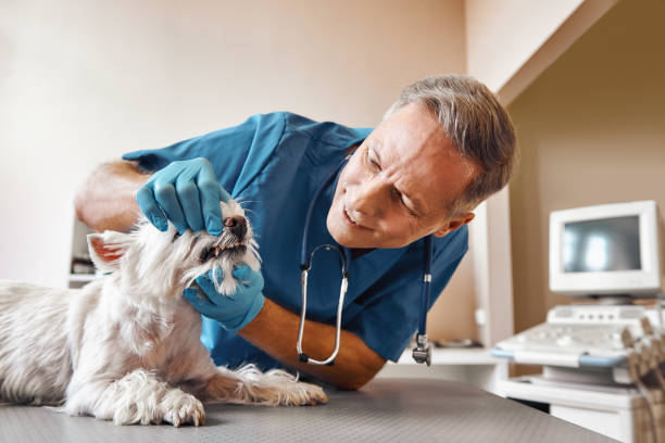 Best Emergency Dental Care for Trauma or Injury in Brookfield, MO